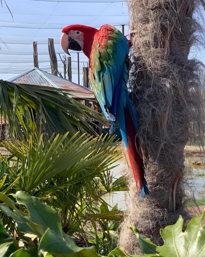 Parrot World - Les Lodges Crecy-la-Chapelle Eksteriør bilde