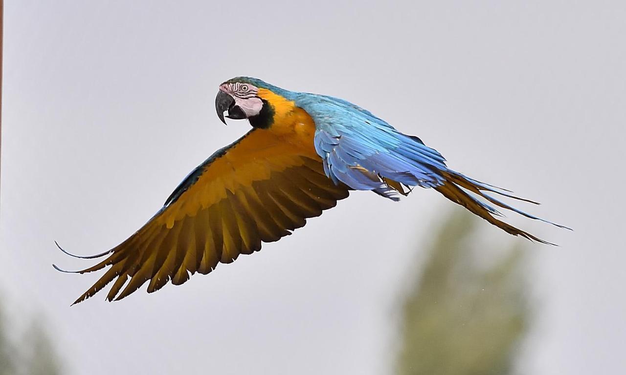Parrot World - Les Lodges Crecy-la-Chapelle Eksteriør bilde