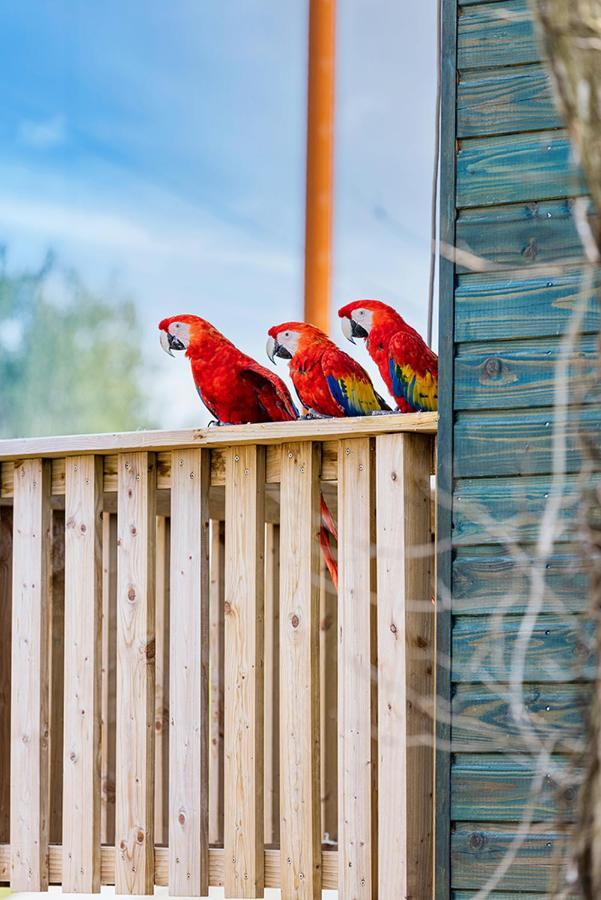 Parrot World - Les Lodges Crecy-la-Chapelle Eksteriør bilde